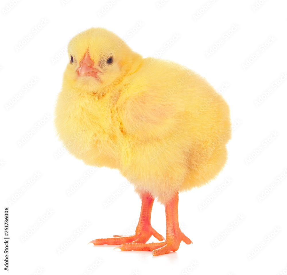 Obraz premium Cute little chicken isolated on white background
