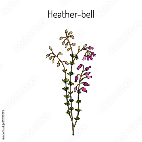 Heather-bell Erica cinerea , medicinal, ornamental and honey plant