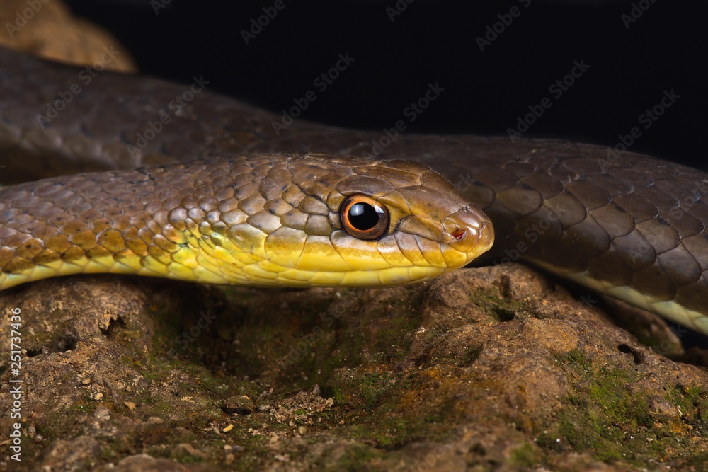 Olive sand snake (Psammophis mossambicus) Olive sand snake (Psammophis mossambicus)
