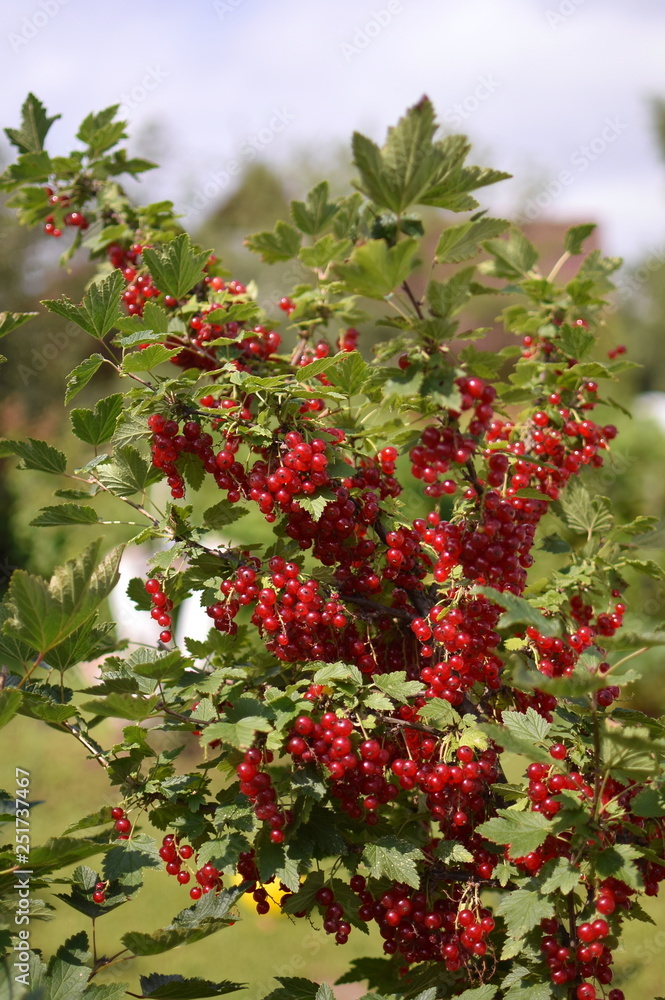 Obraz premium red berries