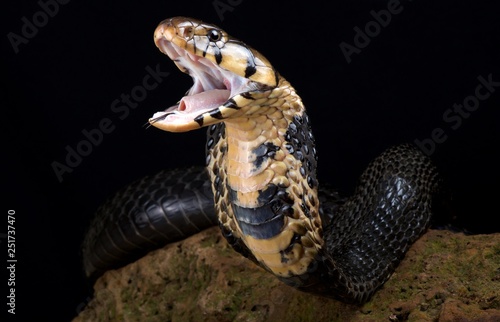 Forest Cobra (Naja melanoleuca) photo