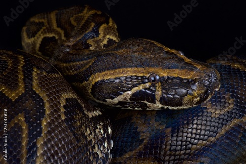 Central African rock python (Python sebae)
