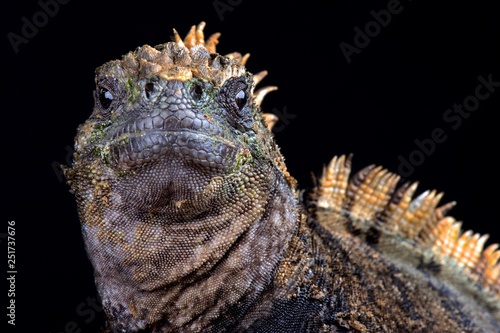 Santa Cruz marine iguana (Amblyrhynchus cristatus hassi) photo