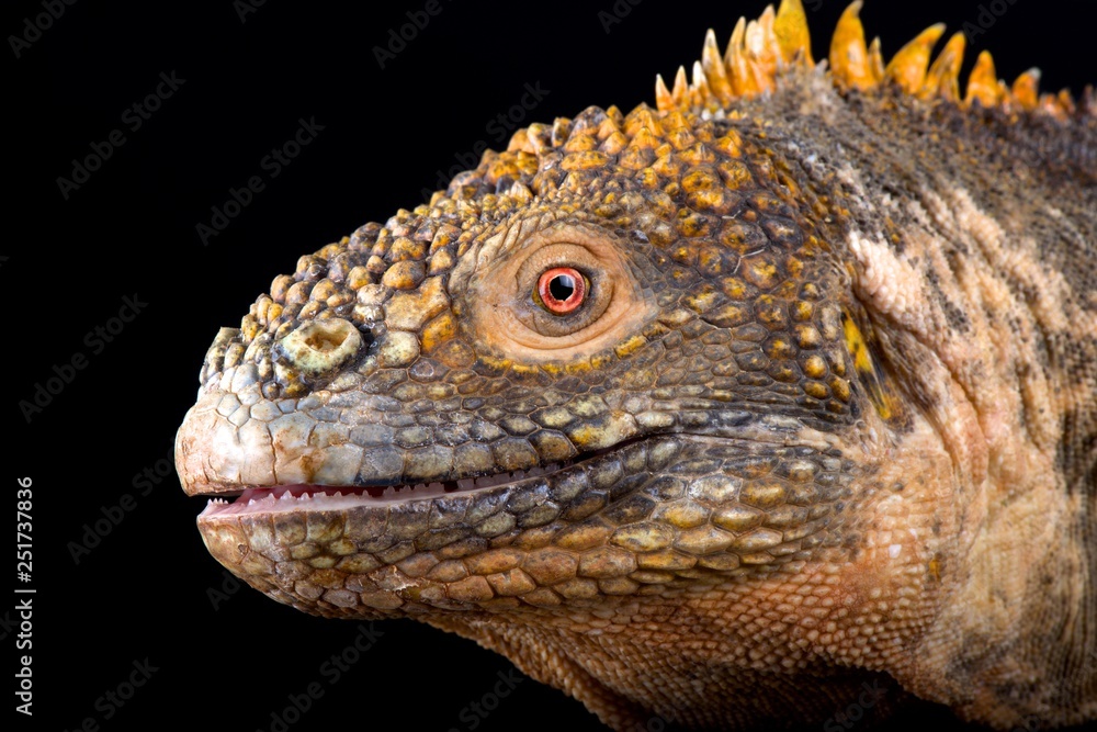 Obraz premium Galapagos land iguana (Conolophus subcristatus)