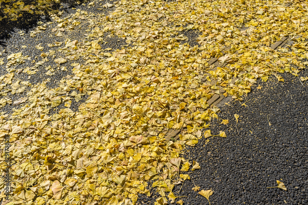  Ginkgo tree leaves, Tokyo, Japan