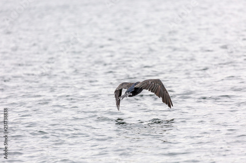 Bird in fly © rninov