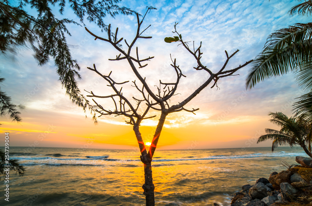 Trees planted in the sea with the sun rising. Trees planted in the sea with the sun rising.