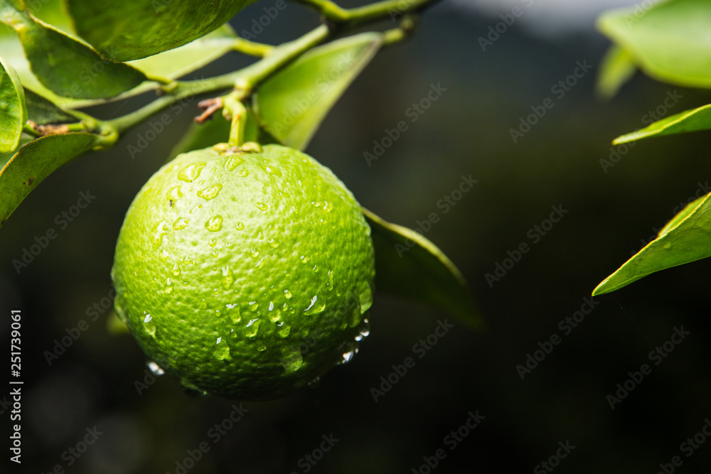 Wet Limes on a Tree