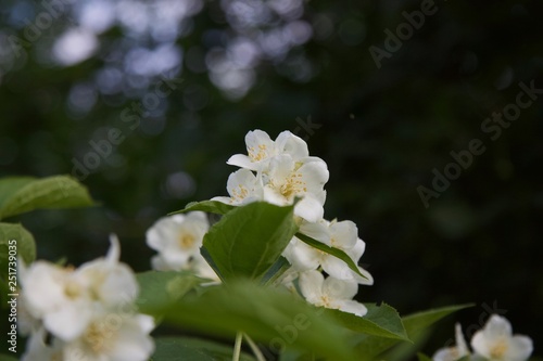 Белые цветы