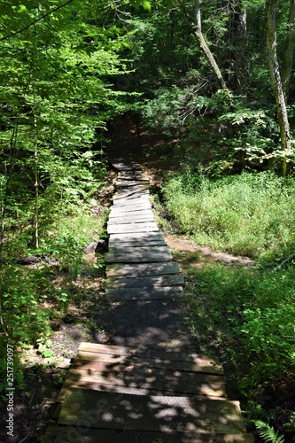 Small bridge in forest