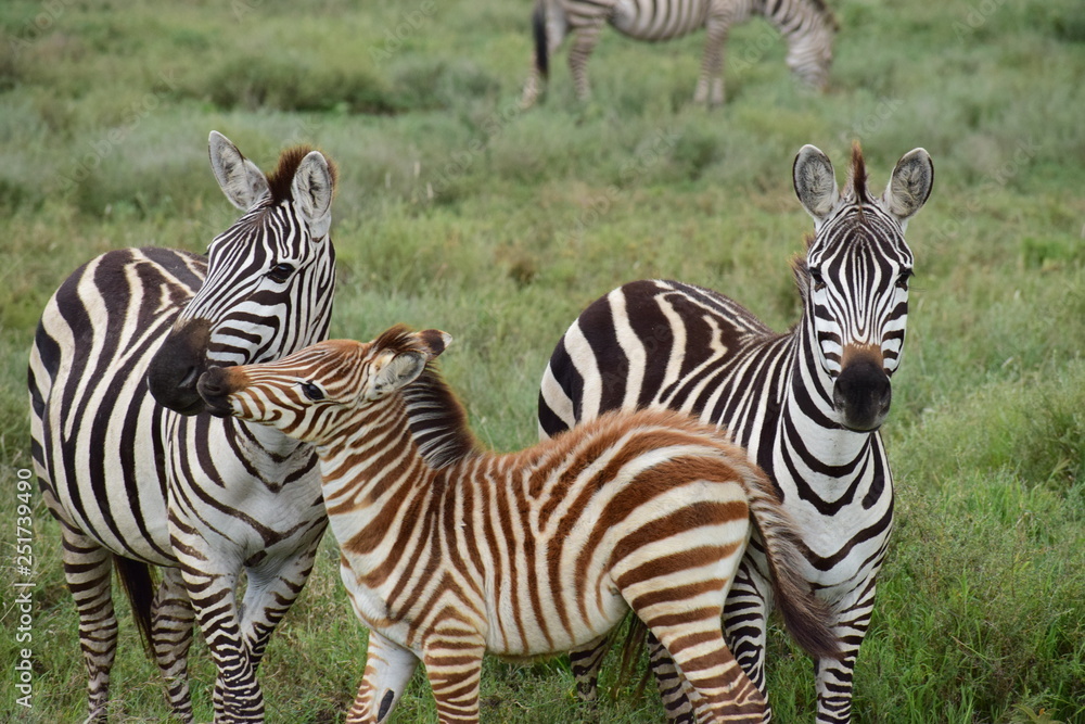 Naklejka premium シマウマの家族