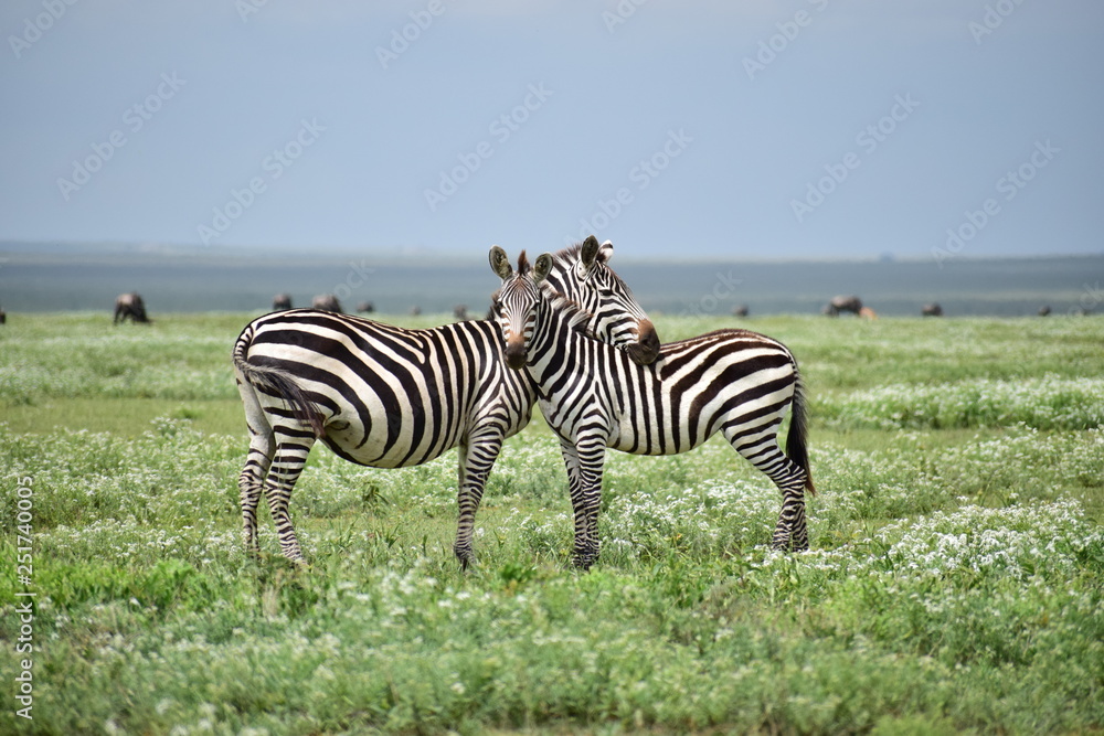Naklejka premium 愛しあうシマウマ