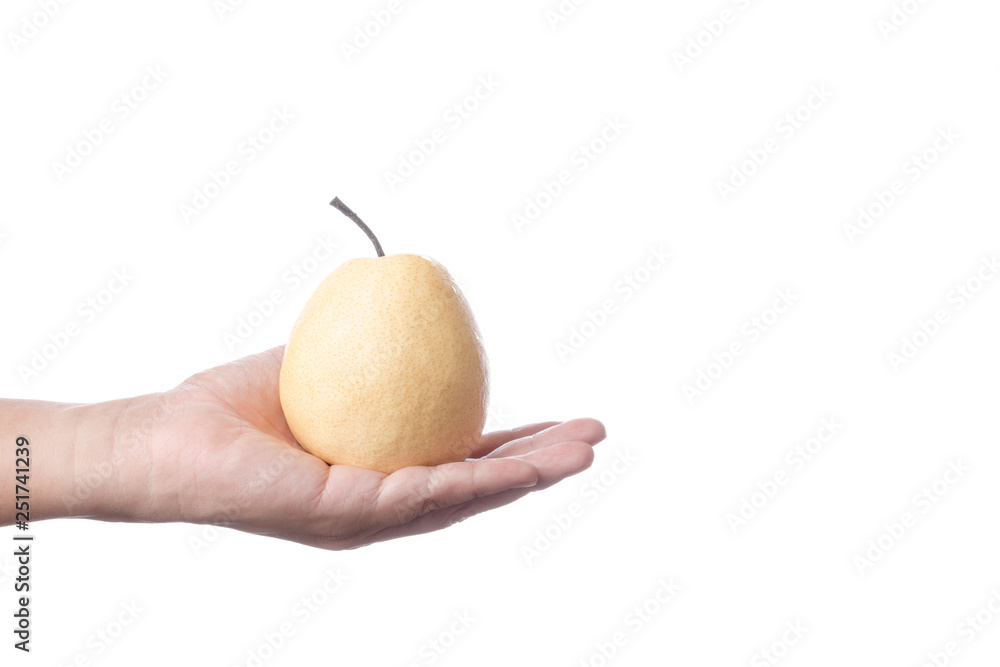 Hand holding ripe Asian or Chinese pear Hand holding ripe Asian or Chinese pear