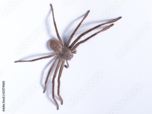Huntsman spider (family Sparassidae) on white background photo