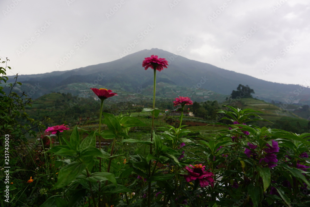 mountain scenery and flowers bloom