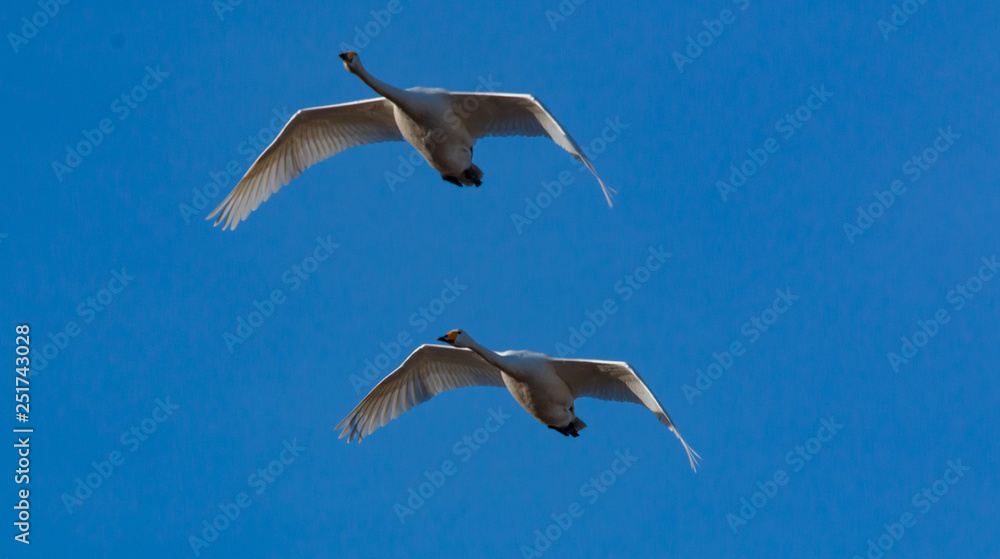 Obraz premium two swans flying in the blue sky