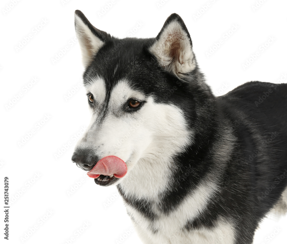 Adorable husky dog on white background