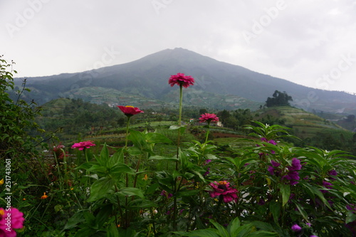 mountain scenery and flowers bloom