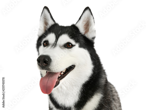 Fototapeta Naklejka Na Ścianę i Meble -  Adorable husky dog on white background