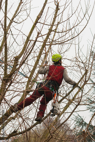 Tree climber at work on the top of a high tree during the winter