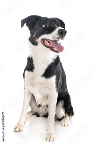 border collie in studio