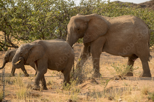 Elephants, Torra conservancy, Kunene Region, Namibia