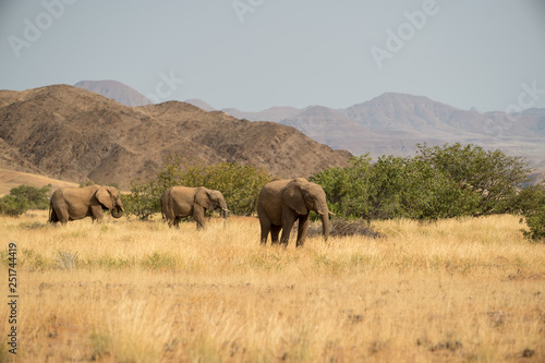 Elephants, Torra conservancy, Kunene Region, Namibia