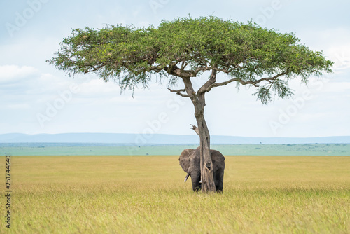 Elephant hiding under the tree 