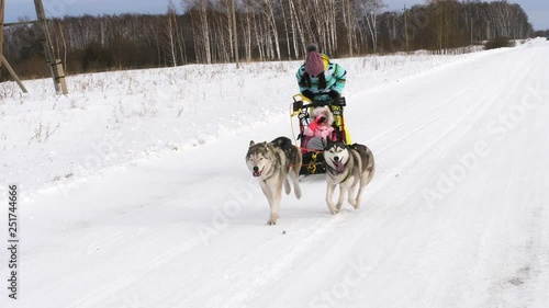 Huskies in harness pull on the sleigh of the child. The smartest and good dogs