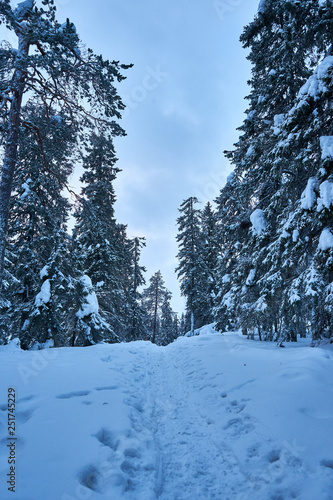 Footpath in snowy forest in mountains