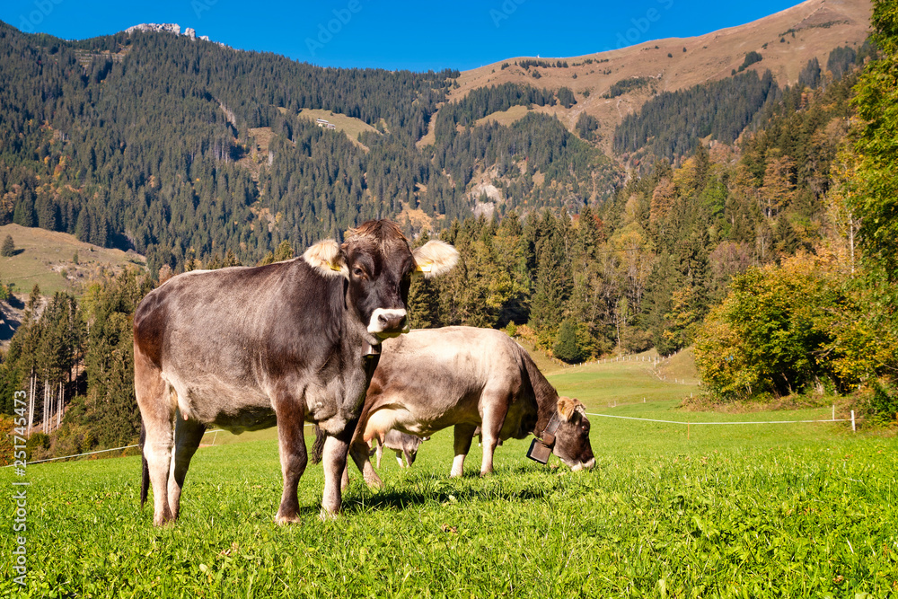 Cows grazing on green meadow in front of Mountains, Switzerland