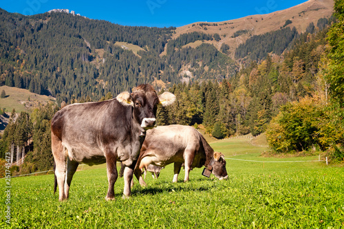 Cows grazing on green meadow in front of Mountains, Switzerland © beachfront
