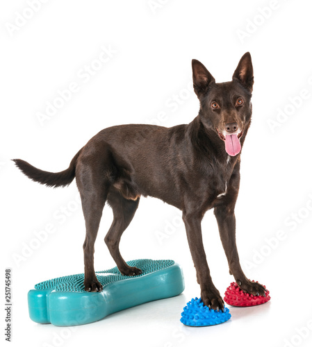 Фотография Australian Kelpie in studio