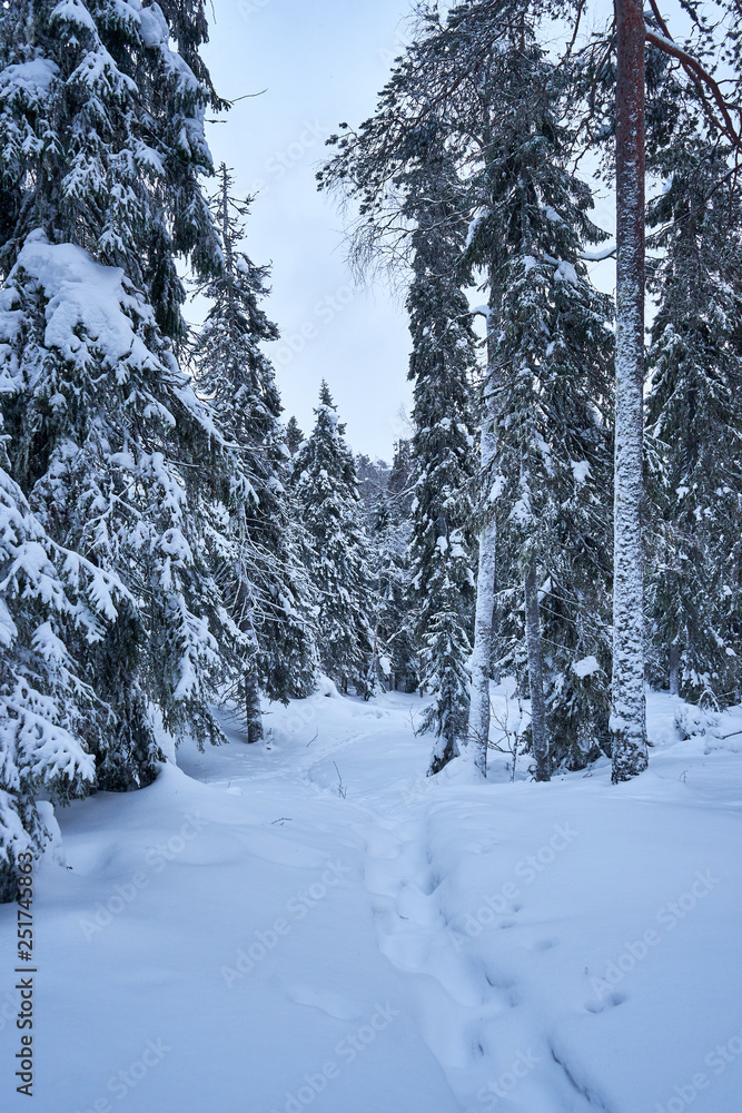 Fototapeta premium Walking path in snowy forrest
