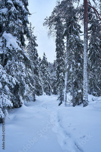 Wallpaper Mural Walking path in snowy forrest Torontodigital.ca