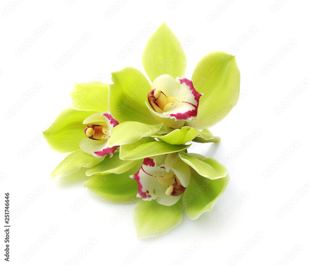 Fototapeta premium Beautiful orchid flowers on white background