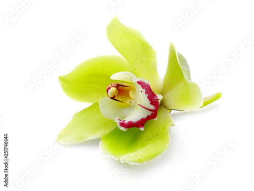 Beautiful orchid flower on white background photo