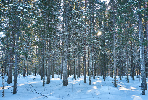 Sunlight playing on snowcover in forest