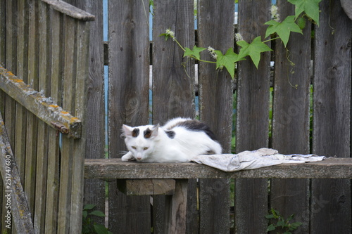 kitten on the bench