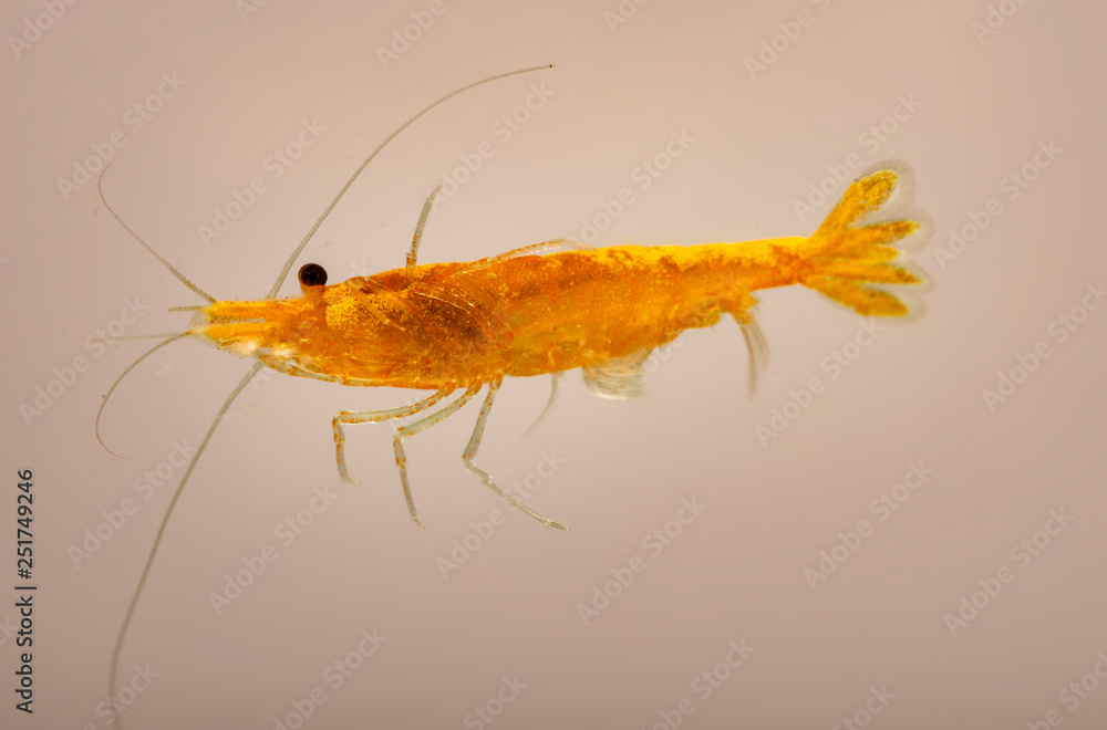 Yellow freshwater shrimp Neocaridina heteropoda in the aquarium