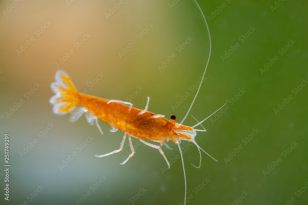 Yellow freshwater shrimp Neocaridina heteropoda in the aquarium Yellow freshwater shrimp Neocaridina heteropoda in the aquarium