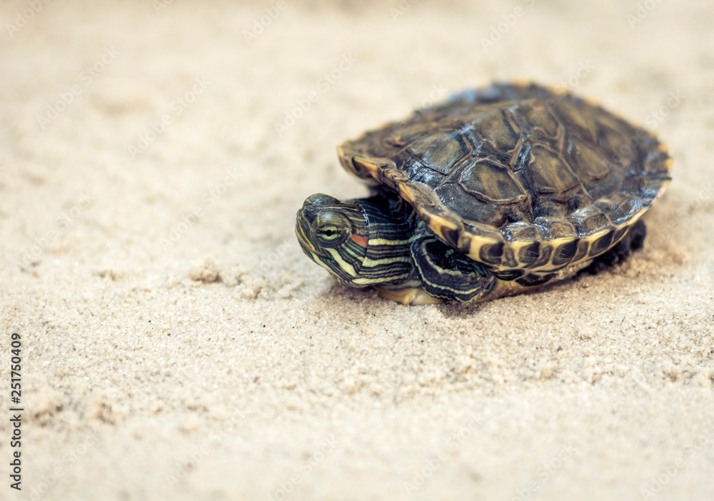 Baby Cumberland Slider Turtles