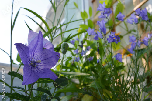 Blooming bellflowers in small urban garden on the balcony. Violet Platycodon grandiflorus on the foreground.