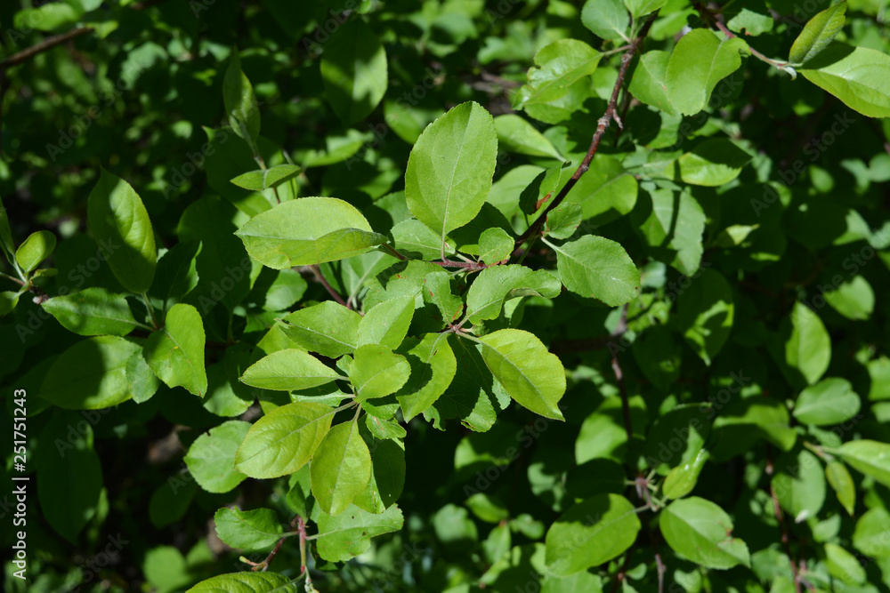 Green leaves of apple tree. Young foliage in spring. Green leaves of apple tree. Young foliage in spring.