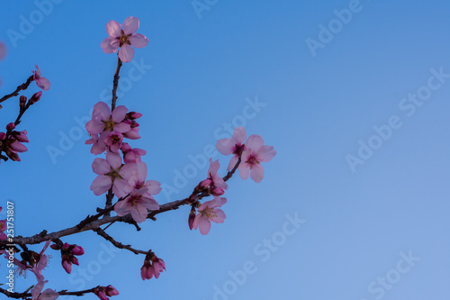 close up of flowering almond trees. Beautiful almond blossom on the branches, at springtime background. natural background. Spring almond tree pink flowers with branch and blue sky outdoors
