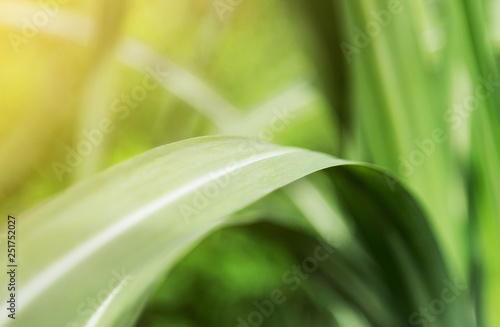 green leaf with sunlight 