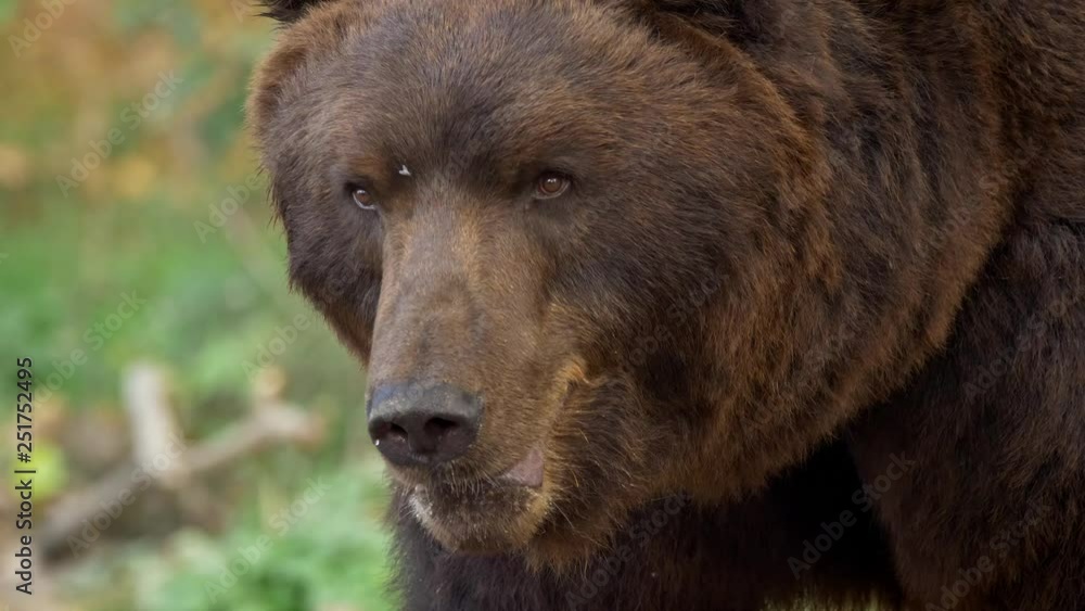Kamchatka brown bear (Ursus arctos beringianus) portrait Kamchatka brown bear (Ursus arctos beringianus) portrait