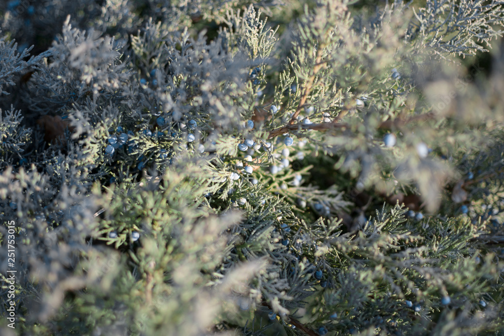 closeup yew bush closeup yew bush