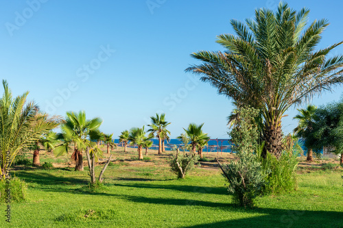 View of the beach and the Mediterranean, lively, greenery, palm trees, the Turkish coast