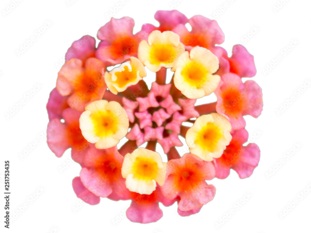 Single umbelanterna blossoming flowers isolated on white Single umbelanterna blossoming flowers isolated on white